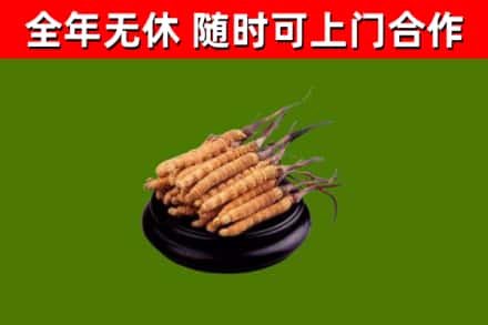 云州区烟酒回收冬虫夏草.jpg